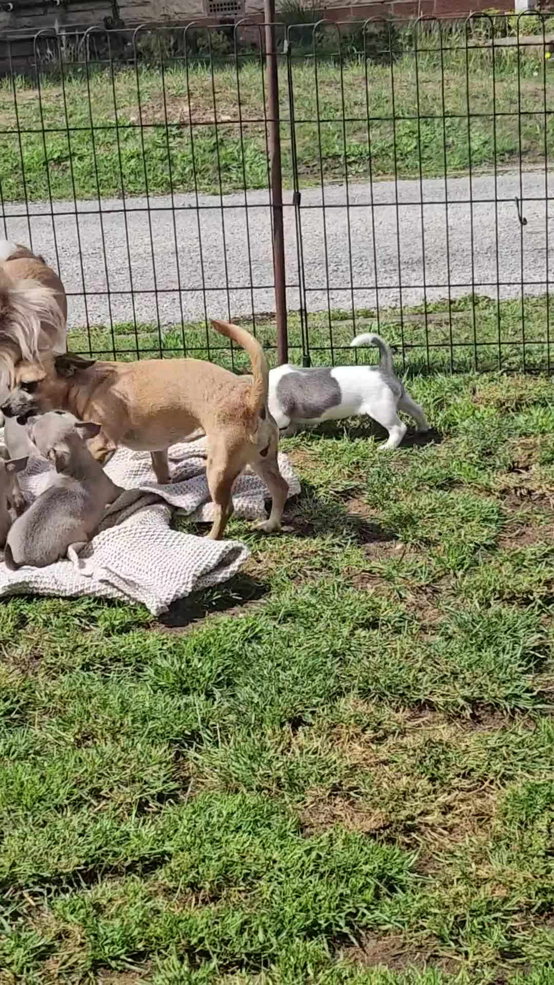 Chihuahua dogs for sale: 3/4 chihuahua 1/4 jack Russell  - Video 1