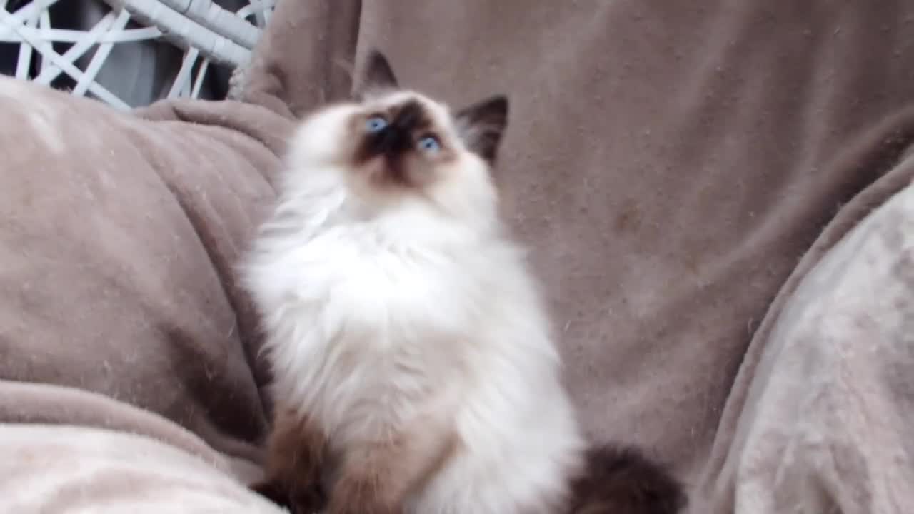 Ragdoll cats for sale: GCCF ACTIVE & PET KITTENS IMP CHAMPION BLOODLINES - Video 1