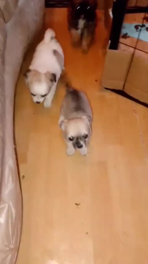 Chihuahua dogs for sale: Chihuahua pups - Video 1