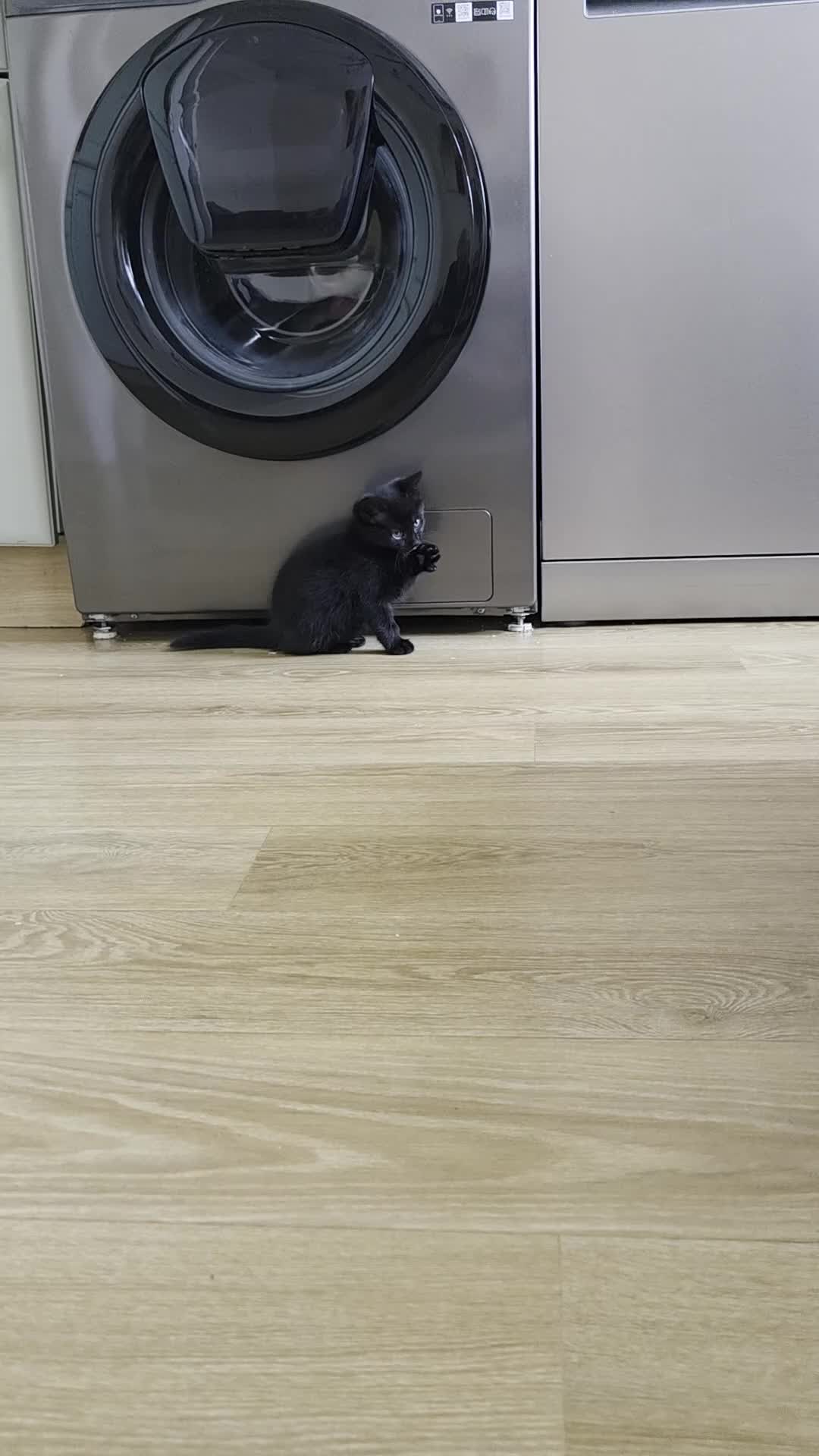 Mixed Breed cats for sale: Beautiful kittens ready for forever home - Video 2