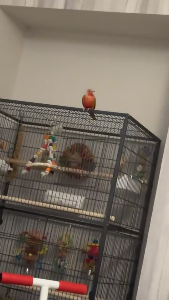 Conures birds for sale: Pineapple conure in Shildon - Video 1