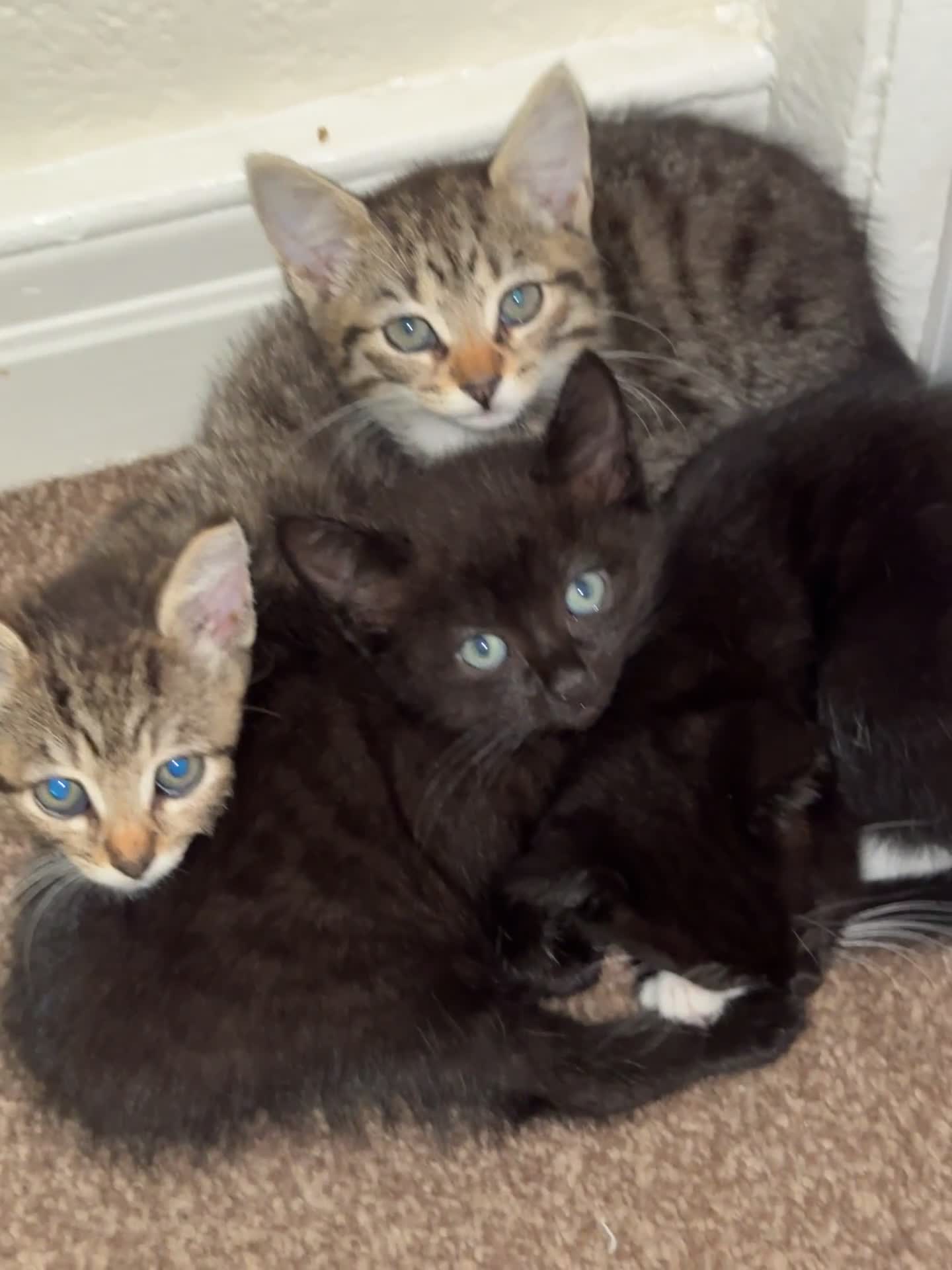 Domestic Shorthair cats for sale: Lovely kittens ready for new home - Video 1