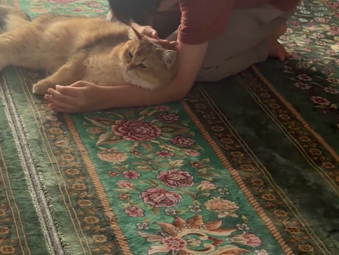British Shorthair cats for sale: British short hair  - Video 1