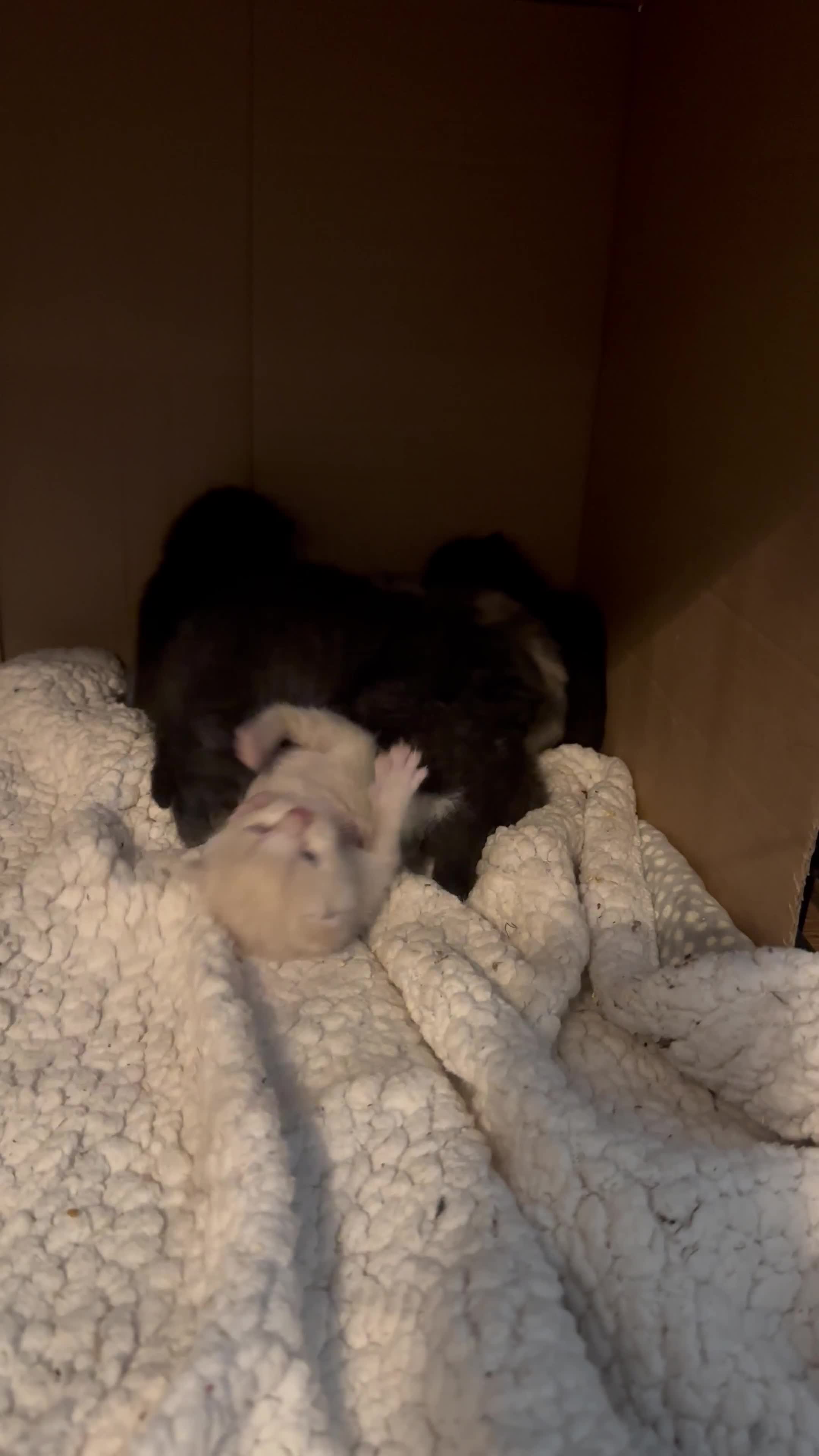 British Shorthair cats for sale: British shorthair x Ragdoll kittens. Mixed prices - Video 1