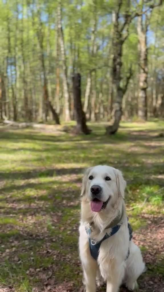 Golden Retriever dogs for stud: KC GOLDEN RETRIEVER ⭐️STUD⭐️ - Video 3