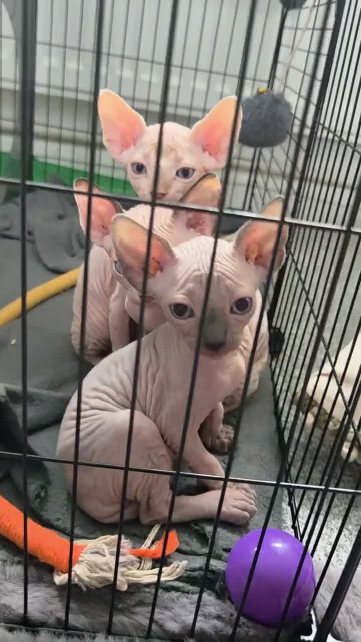 Sphynx cats for sale: 3 x sphynx kittens for sale - Video 5