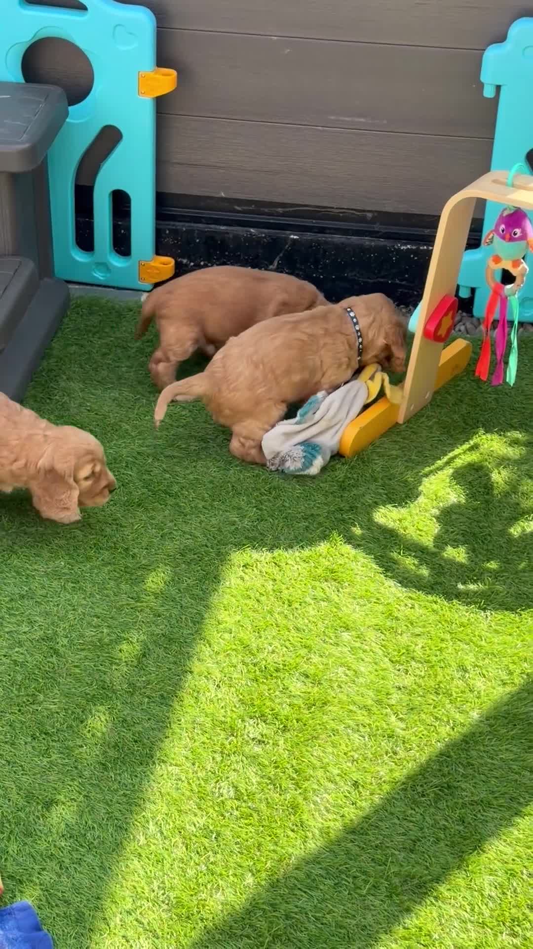 Cocker Spaniel dogs for sale: Stunning Golden Show Cocker Spaniels  - Video 1