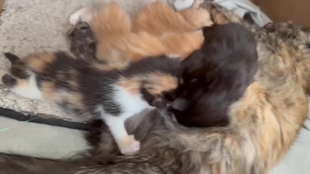 Mixed Breed cats for sale: Ginger Calico Tuxedo Kittens London-Richmond Sale - Video 3