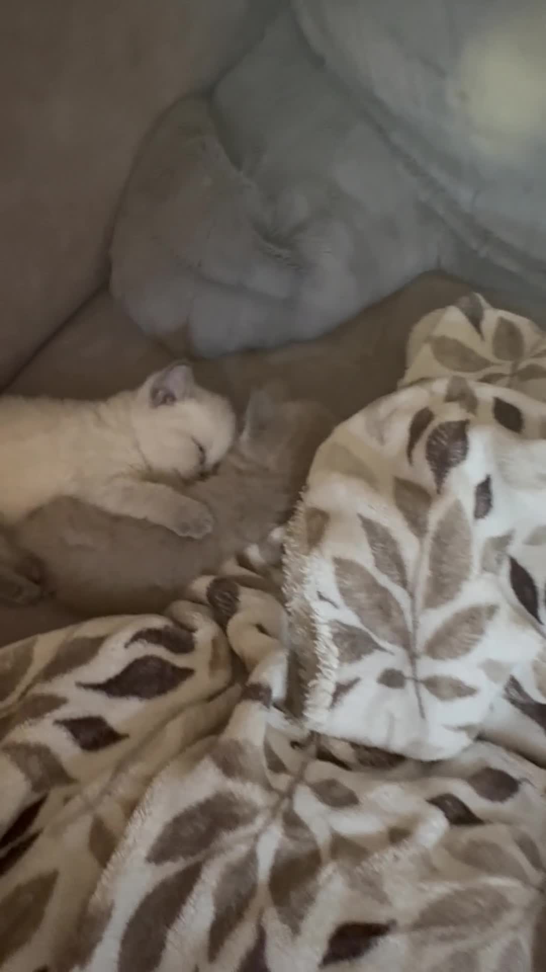 British Shorthair cats for sale: Beautiful British shorthair kittens - Video 2