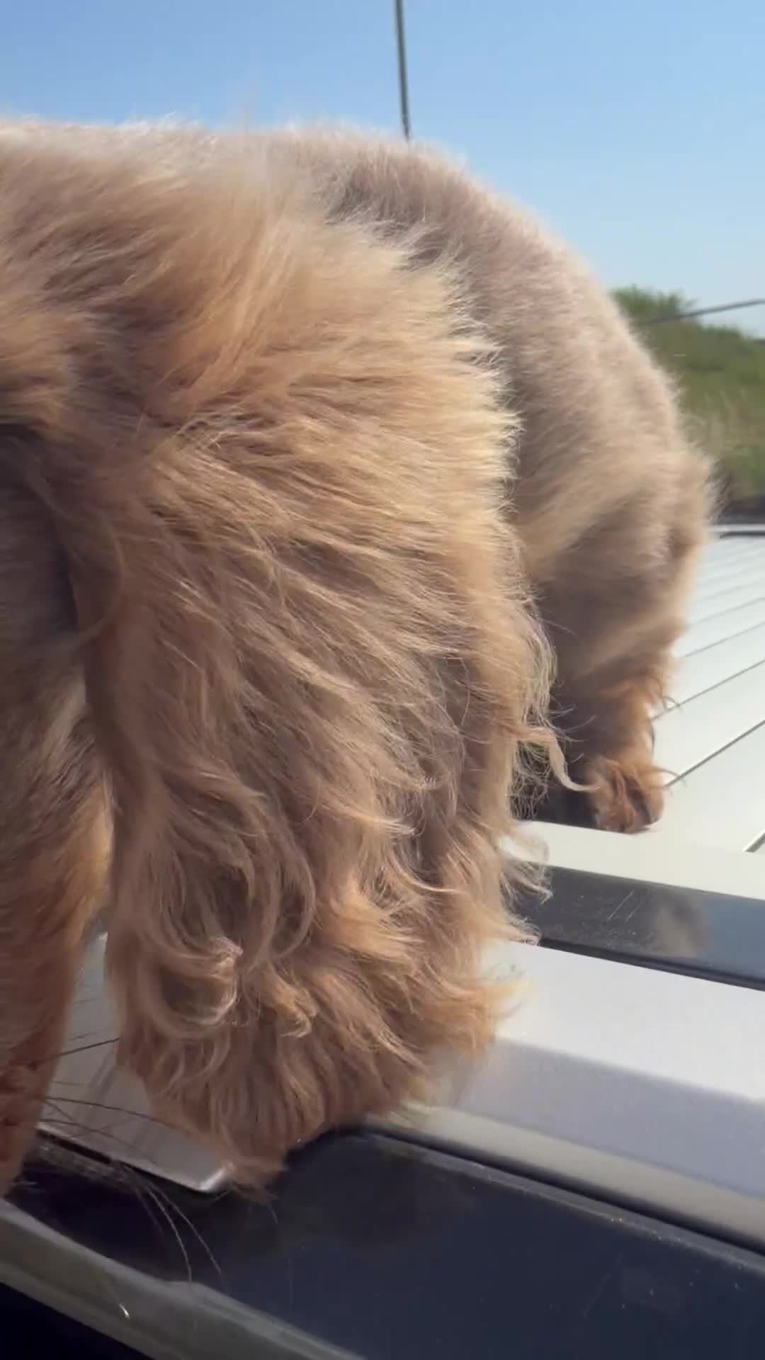 Miniature Dachshund dogs for sale: LAST BOY ISABELLA LONG HAIR MALE DACHSHUND CHEAP - Video 3