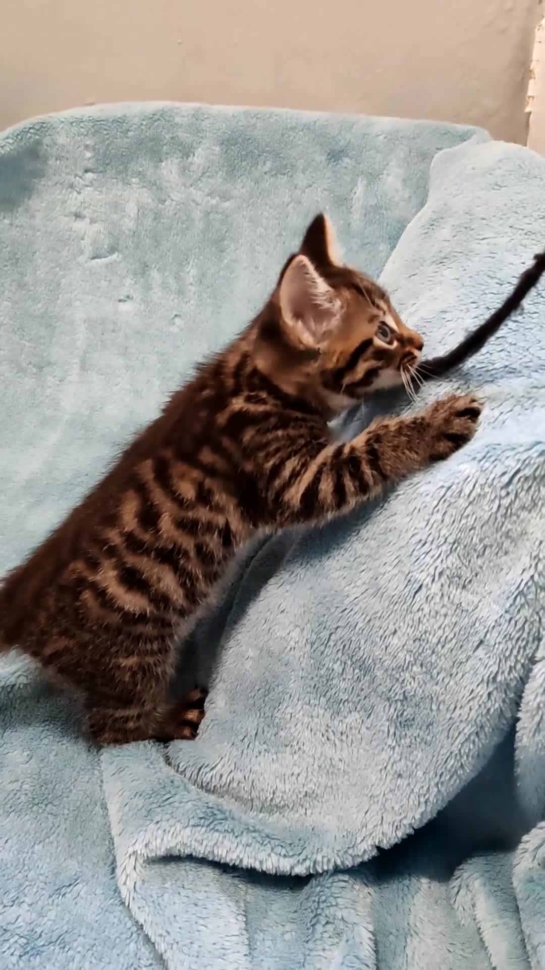 Mixed Breed cats for sale: BEAUTIFUL KITTENS VIDEOS - Video 1