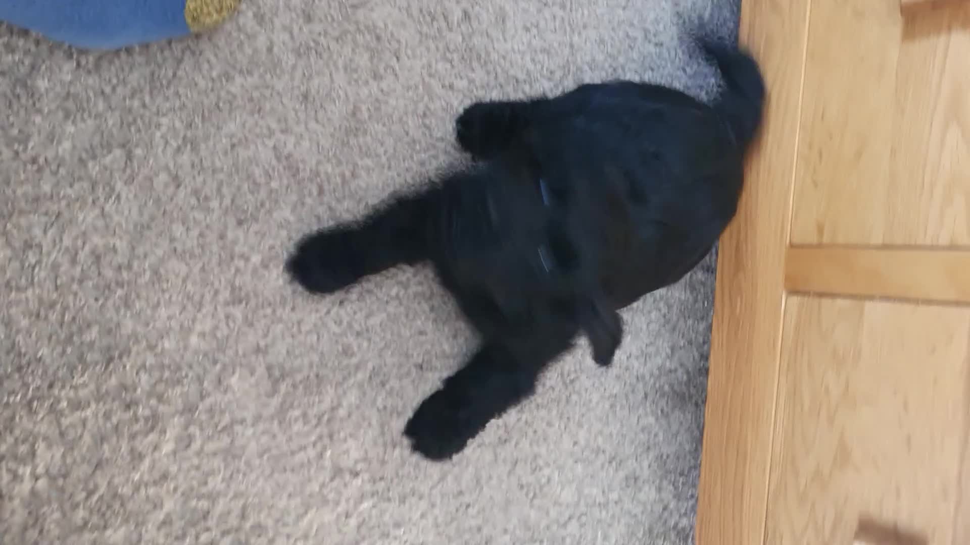 Cockapoo dogs for sale: Affectionate Little Boy - Video 1