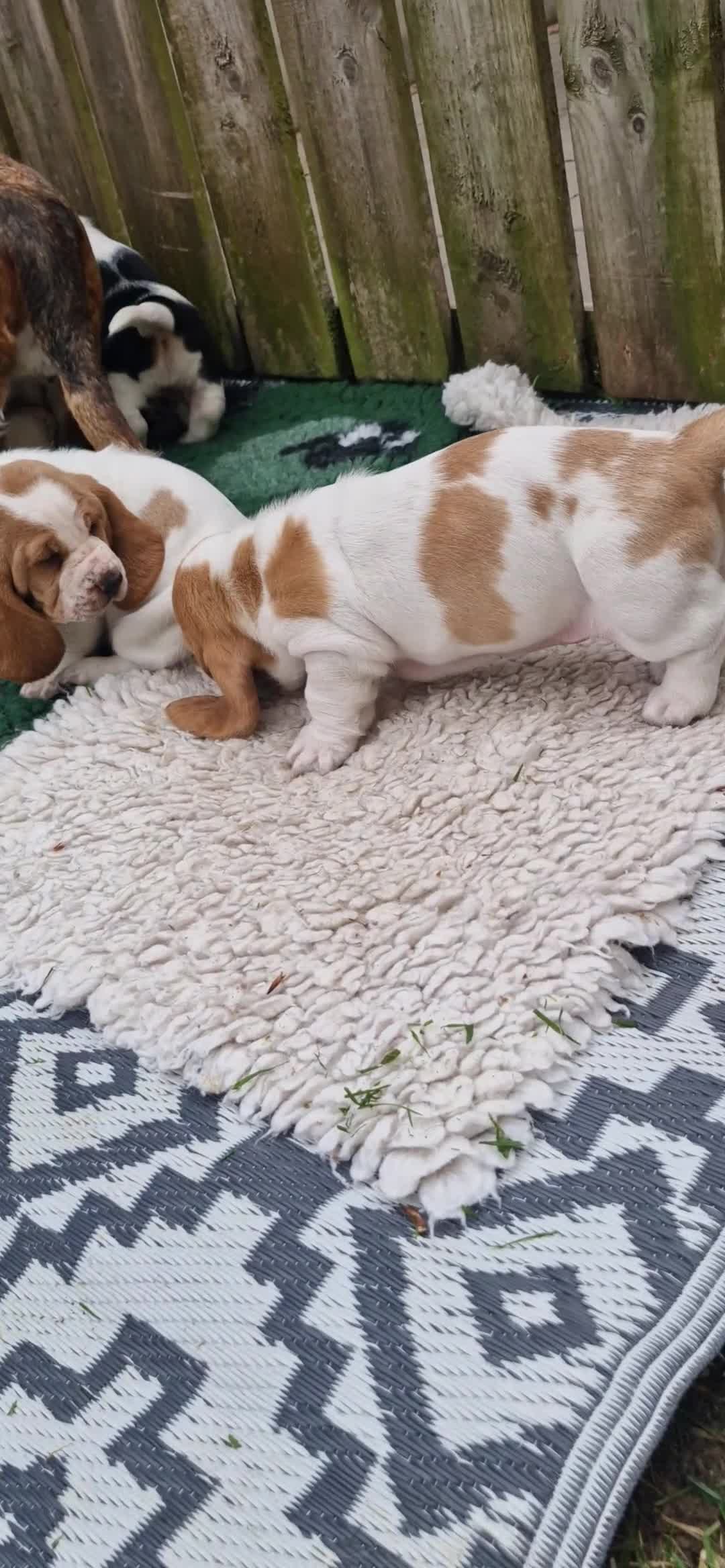 Basset Hound dogs for sale: Basset Hound pups KC registered  - Video 1