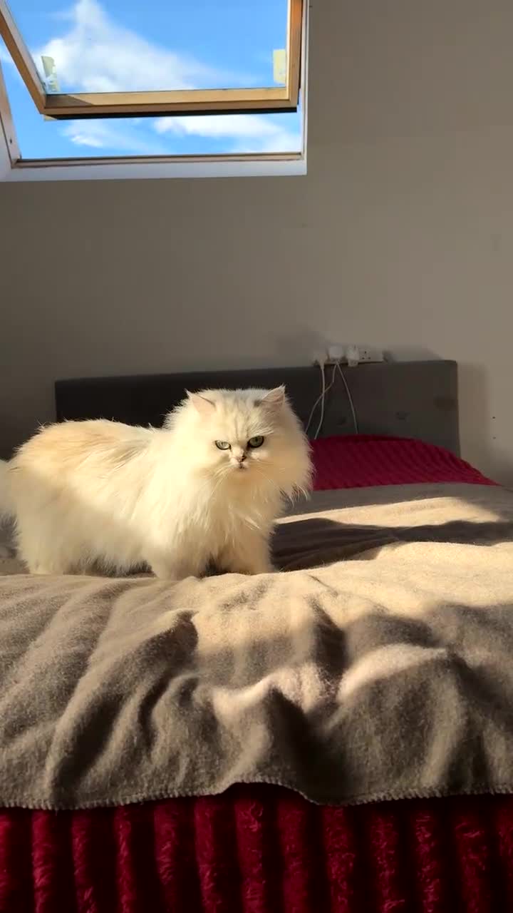 Persian cats for sale: Beautiful Persian Chinchilla - Video 1