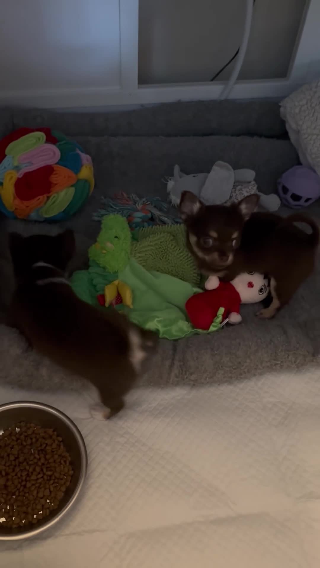 Chihuahua dogs for sale: Chocolate chihuahua boys ready now  - Video 1