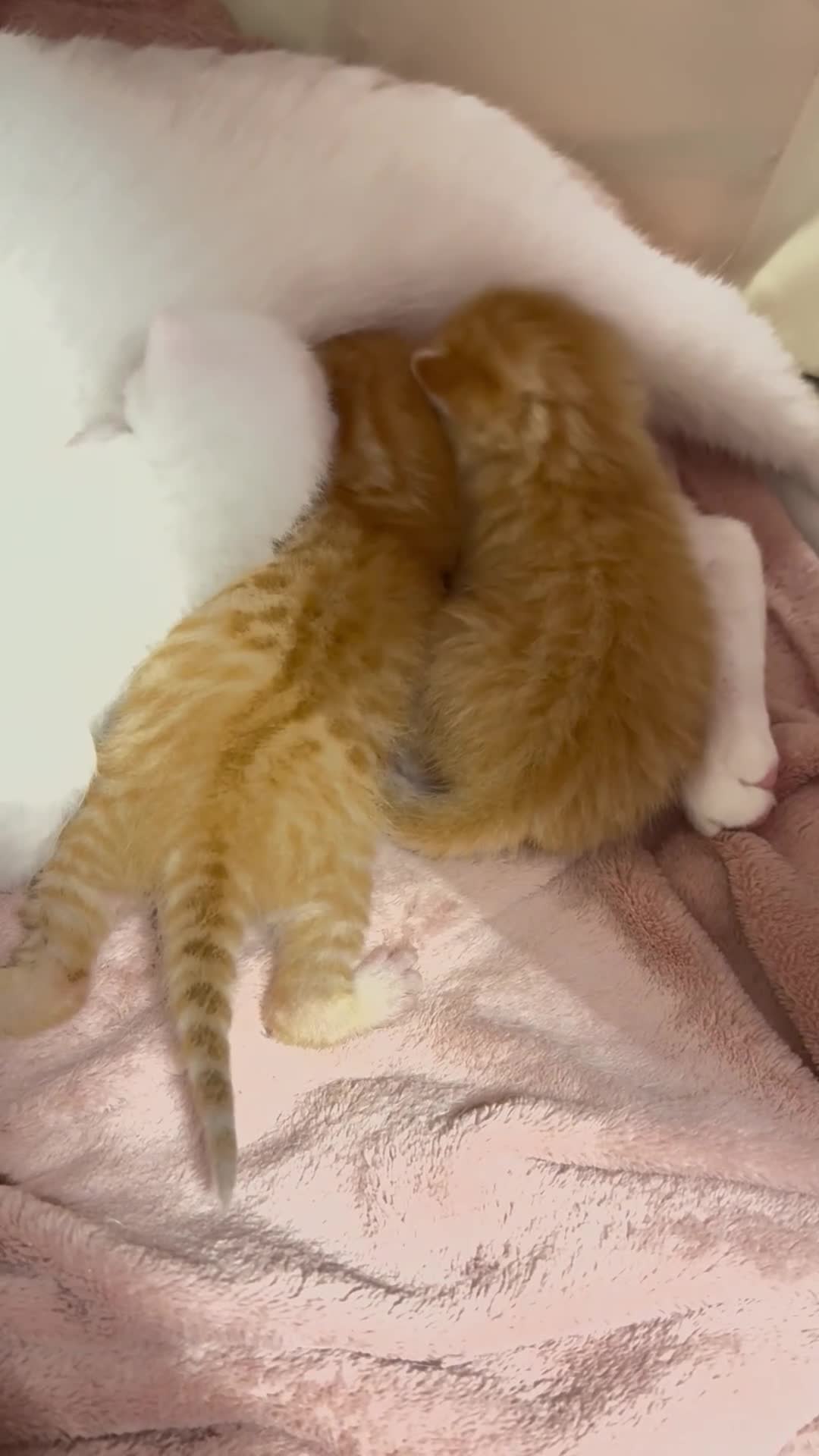 Mixed Breed cats for sale: ** 1 pure white 2 gingers ** - Video 1