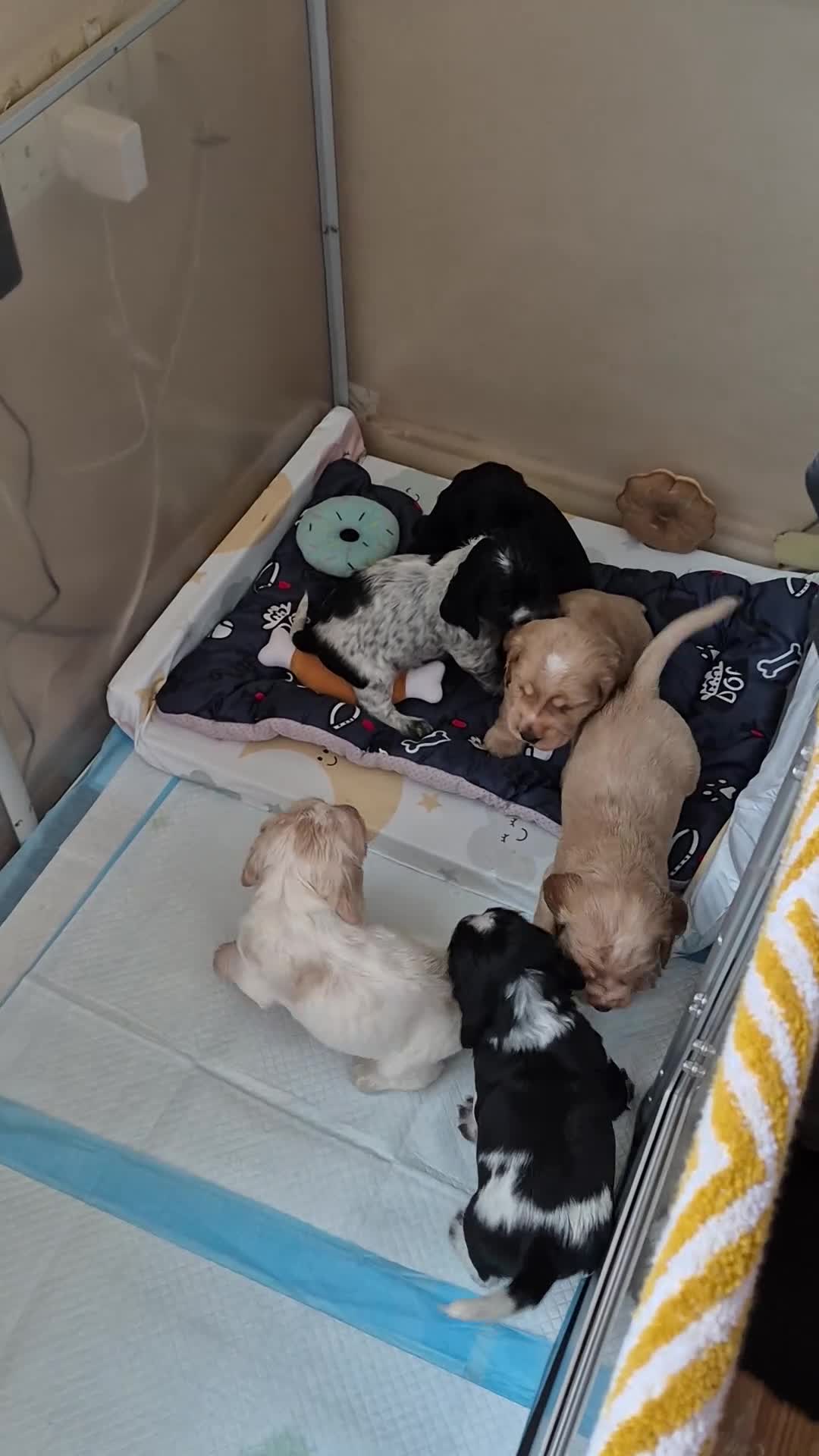 Cocker Spaniel dogs for sale: Open for reserve English Cocker Spaniel puppies - Video 3