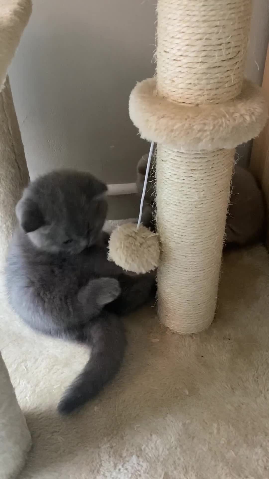 British Shorthair cats for sale: ‼️REDUCED Pure Pedigree BSH Kitten🥇Champ blood - Video 2