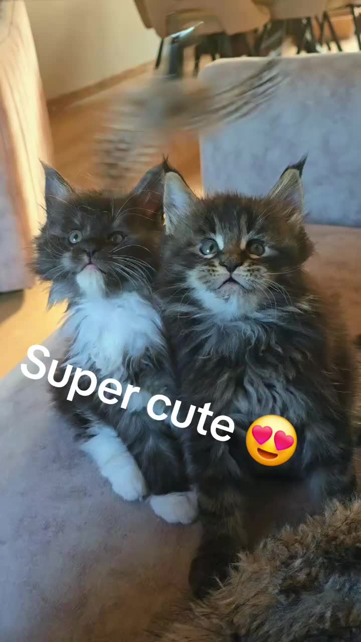 Maine Coon cats for sale: READY AUGUST- Tica Pedigree Maine Coons - Video 1