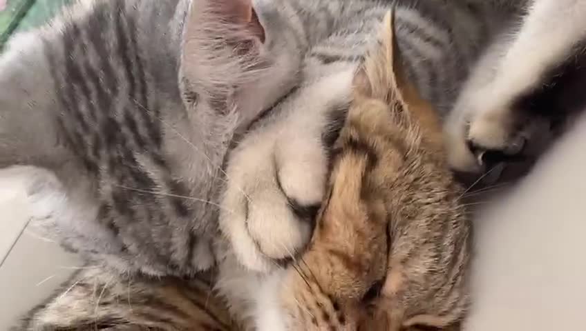 British Shorthair cats for sale: PERSIAN CHINCHILLA/BRITISH SHORTHAIR - Video 1