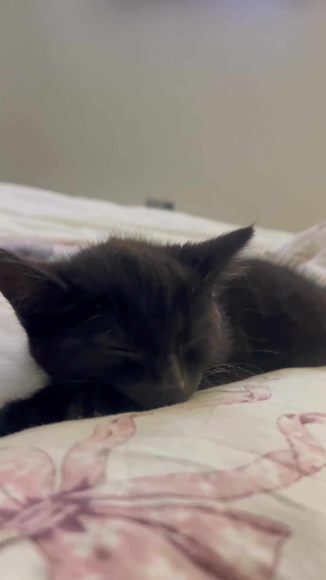 Mixed Breed cats for sale: Adorable Kitten Looking for a Loving Home  - Video 3