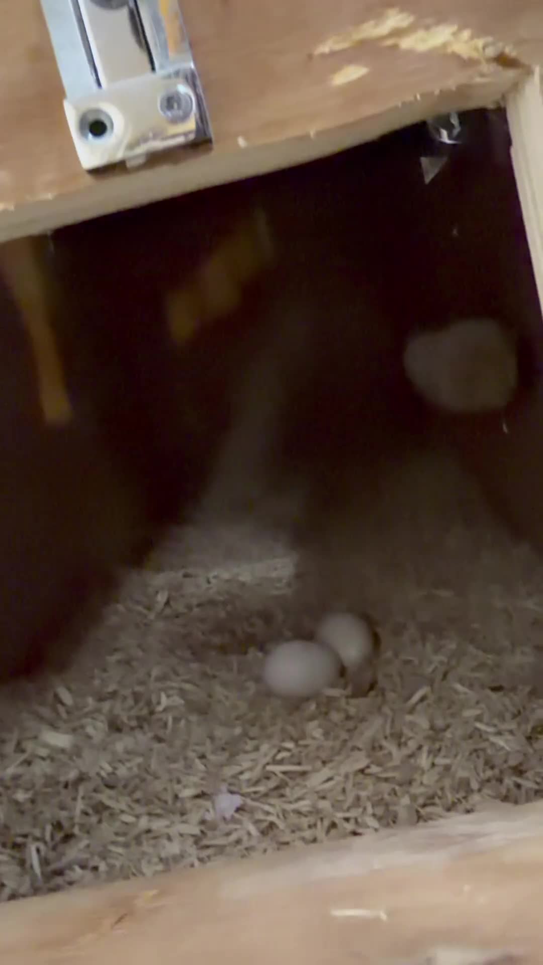 Macaws birds for sale: Bonded Breeding Pair Military, Blue & Gold Macaw - Video 1