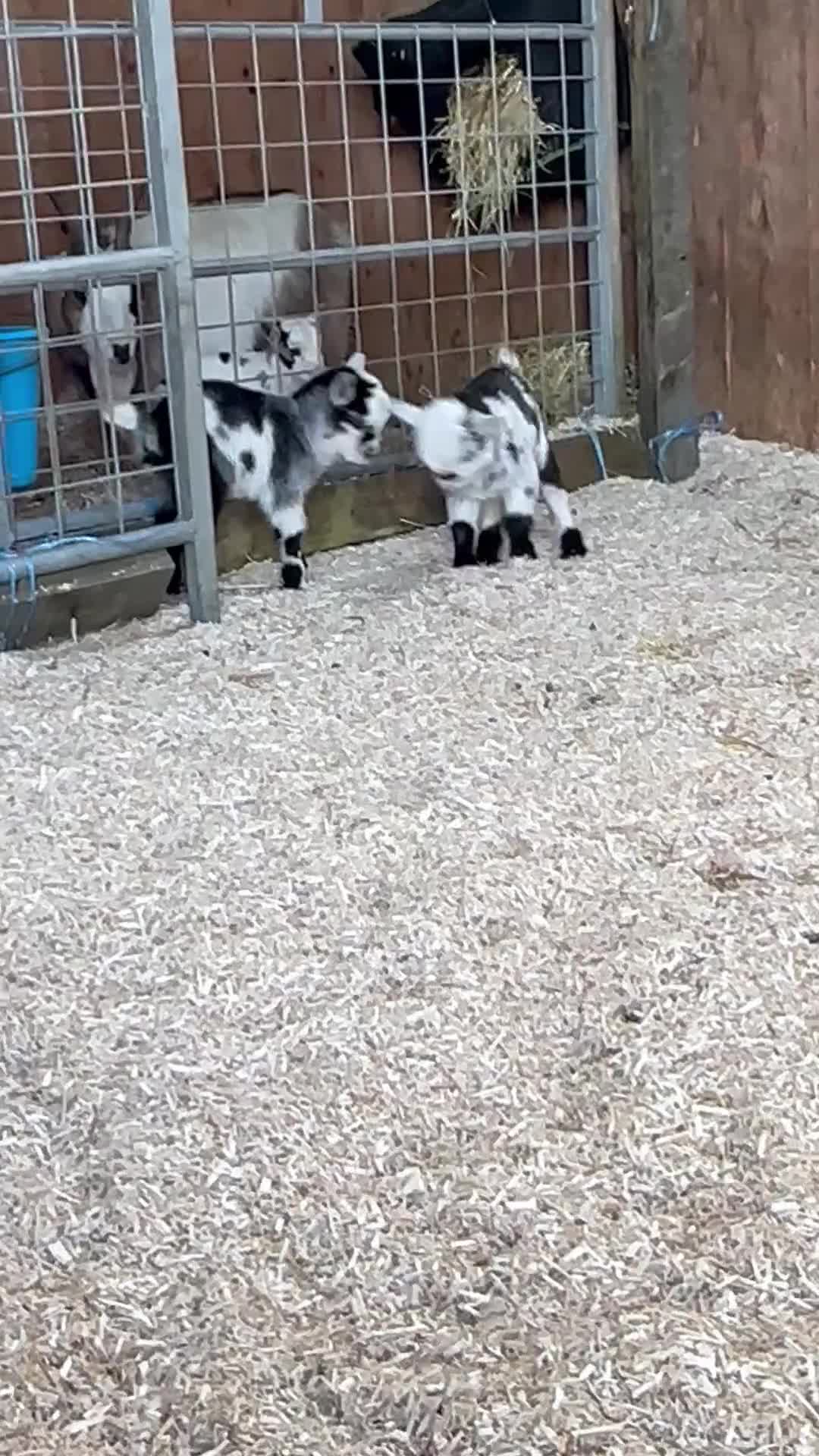 Goats livestock for sale: Registered pygmy goat kids  - Video 1