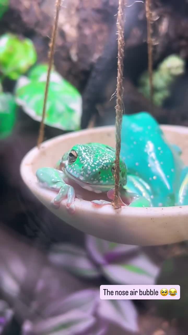 Frog reptiles for sale: Whites Tree frogs high snowflake dumpy frog x3 - Video 2