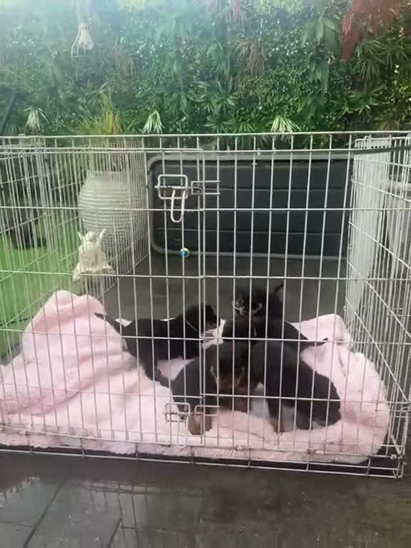 Rottweiler dogs for sale: Rottweiler pups £1500 - Video 1