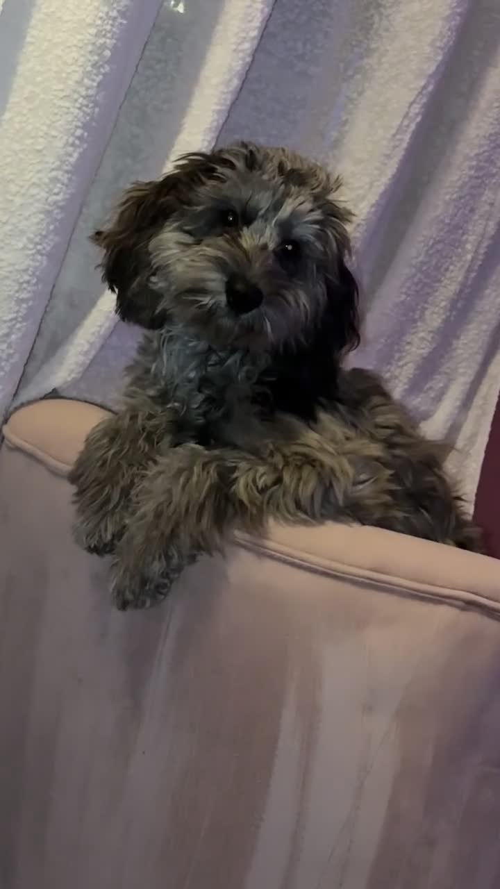 Cockapoo dogs for sale: merle cocapoo,MABEL🩷 - Video 2