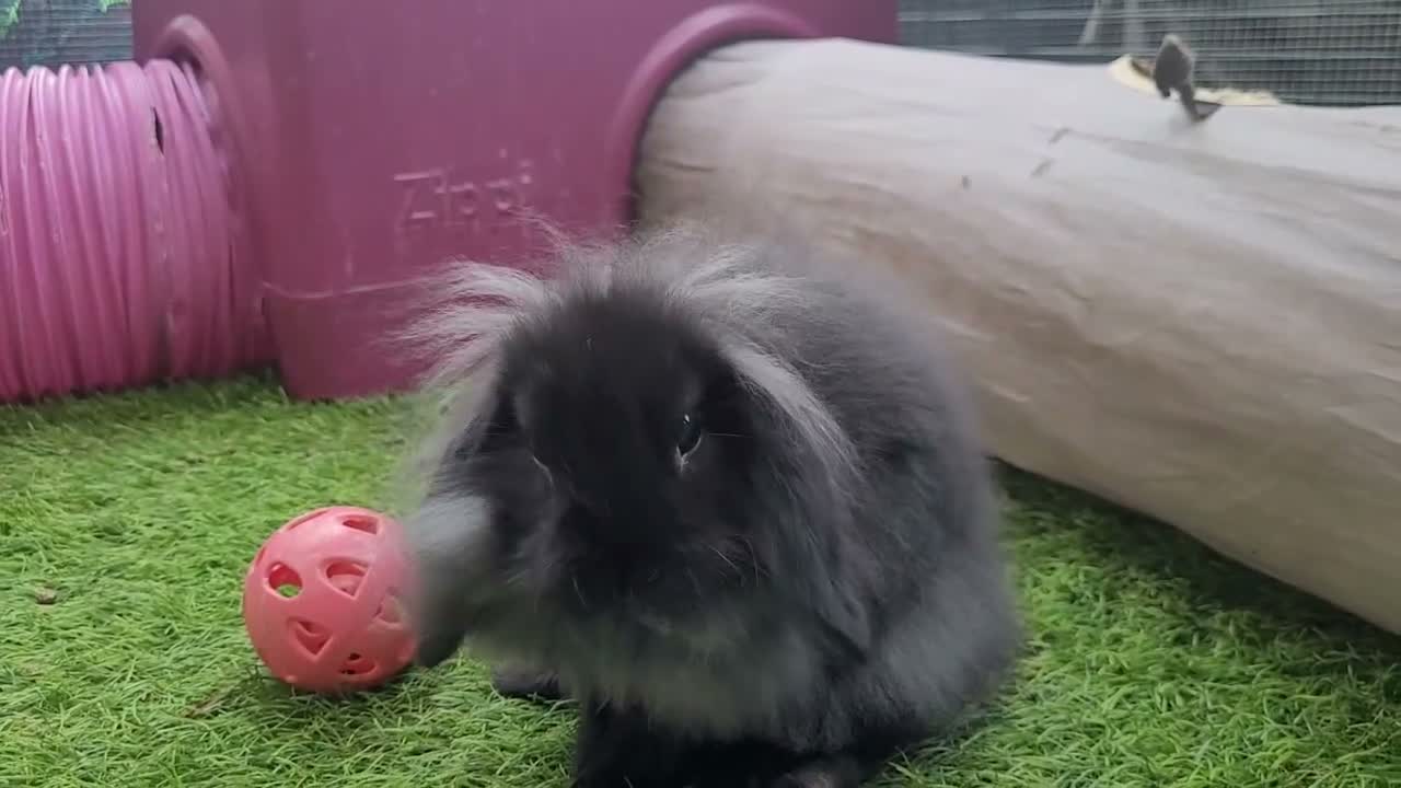 Mini Lop rabbits for sale: Beautiful Mini Lion Lop - READY TO LEAVE - Video 1