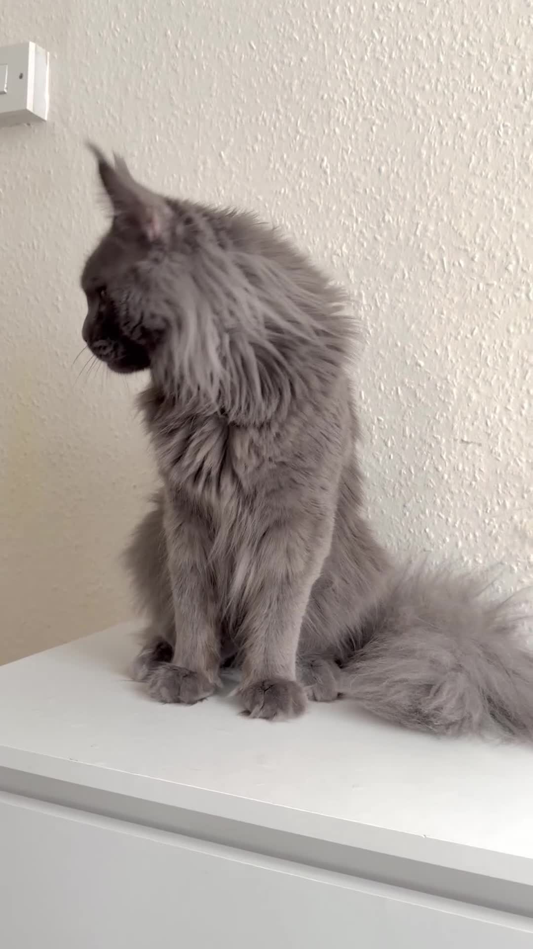 Maine Coon cats for stud: Active TICA Registered - Gentle, Friendle, Proven - Video 1