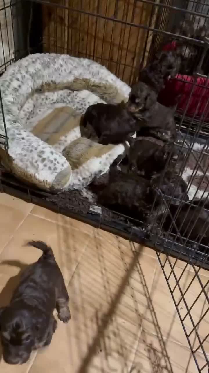 Cockapoo dogs for sale: Beautiful choc tan phantom cockapoos  - Video 1