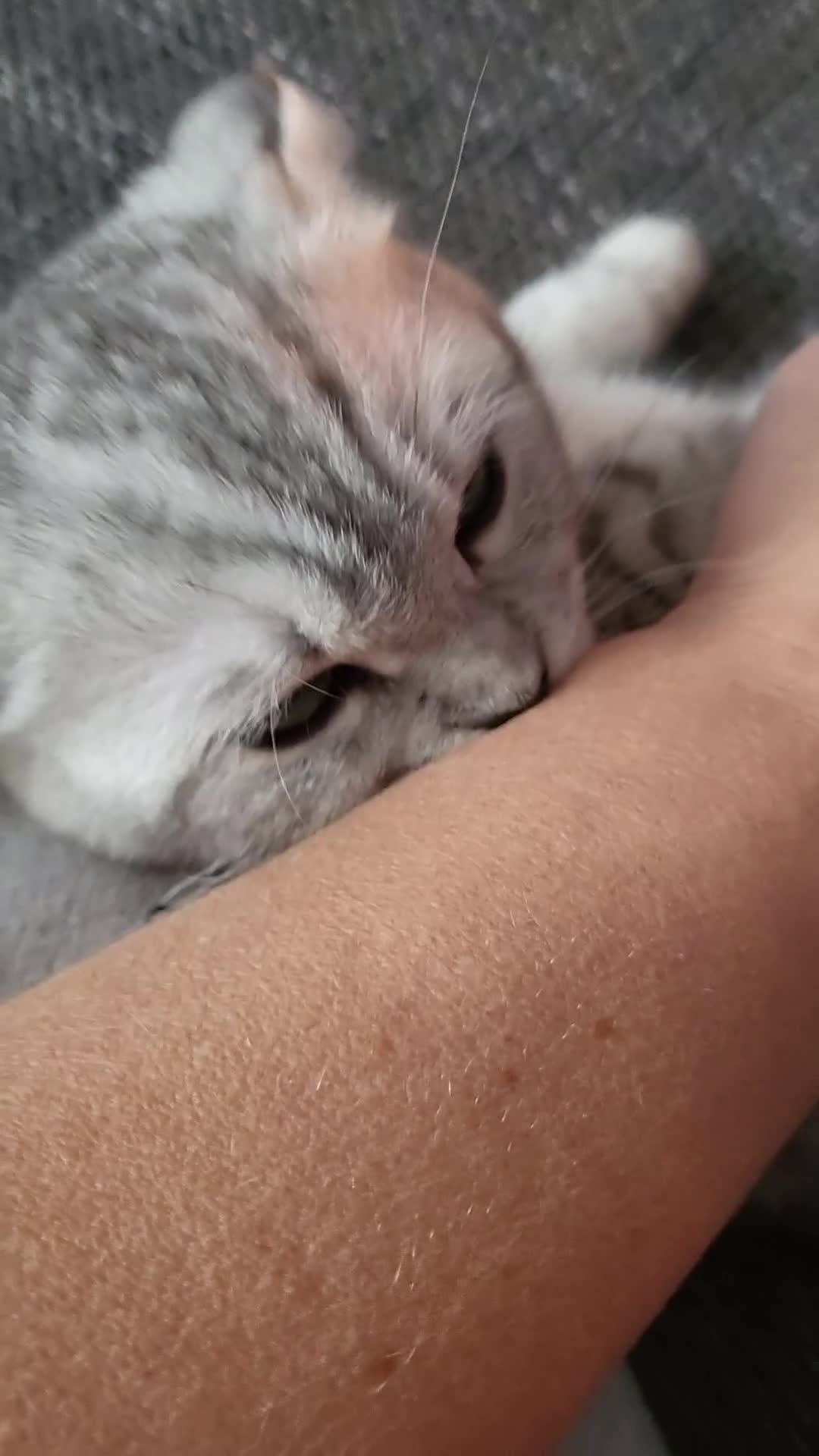Scottish Fold cats for sale: Scottish  byfold  female  - Video 1