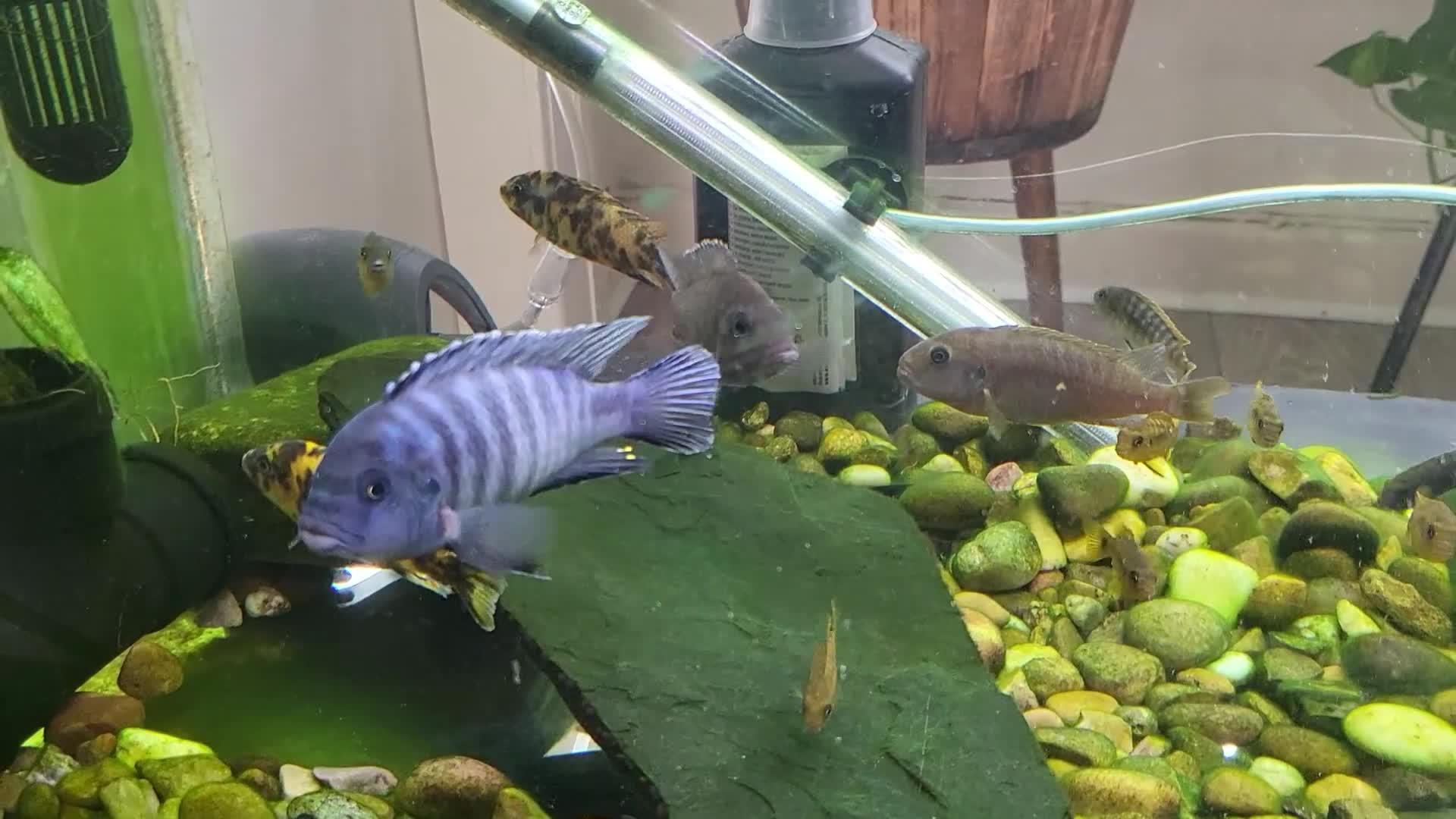 Cichlids fish for sale: Malawi cichlids for sale - Video 1