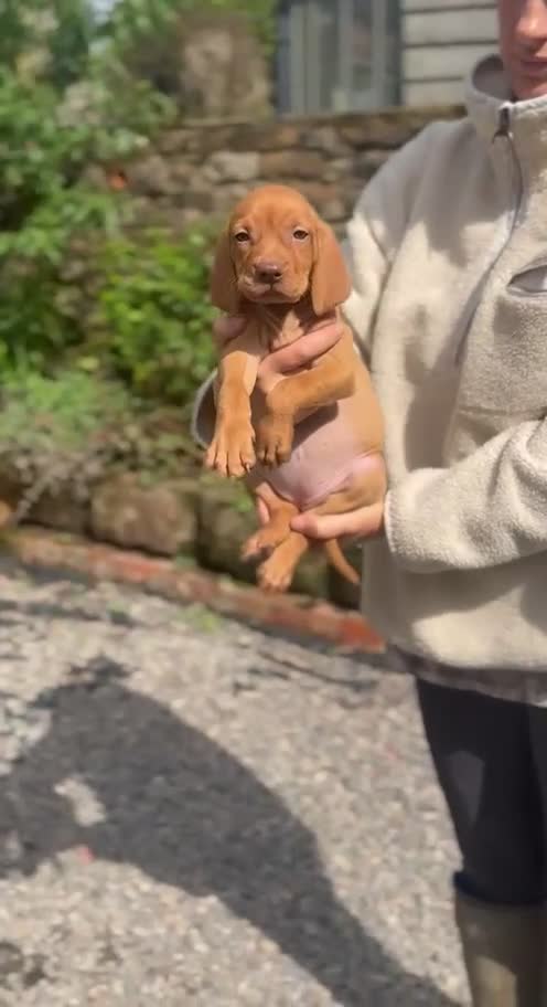 Hungarian Vizsla dogs for sale: Smooth haired Hungarian vizsla puppies  - Video 2