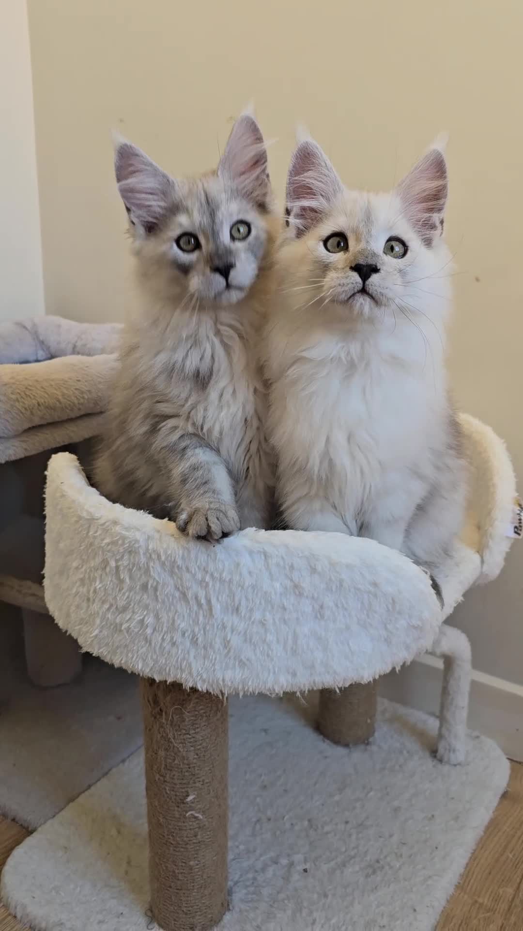 Maine Coon cats for sale: Blue Shaded Maine Coon kittens - Video 5