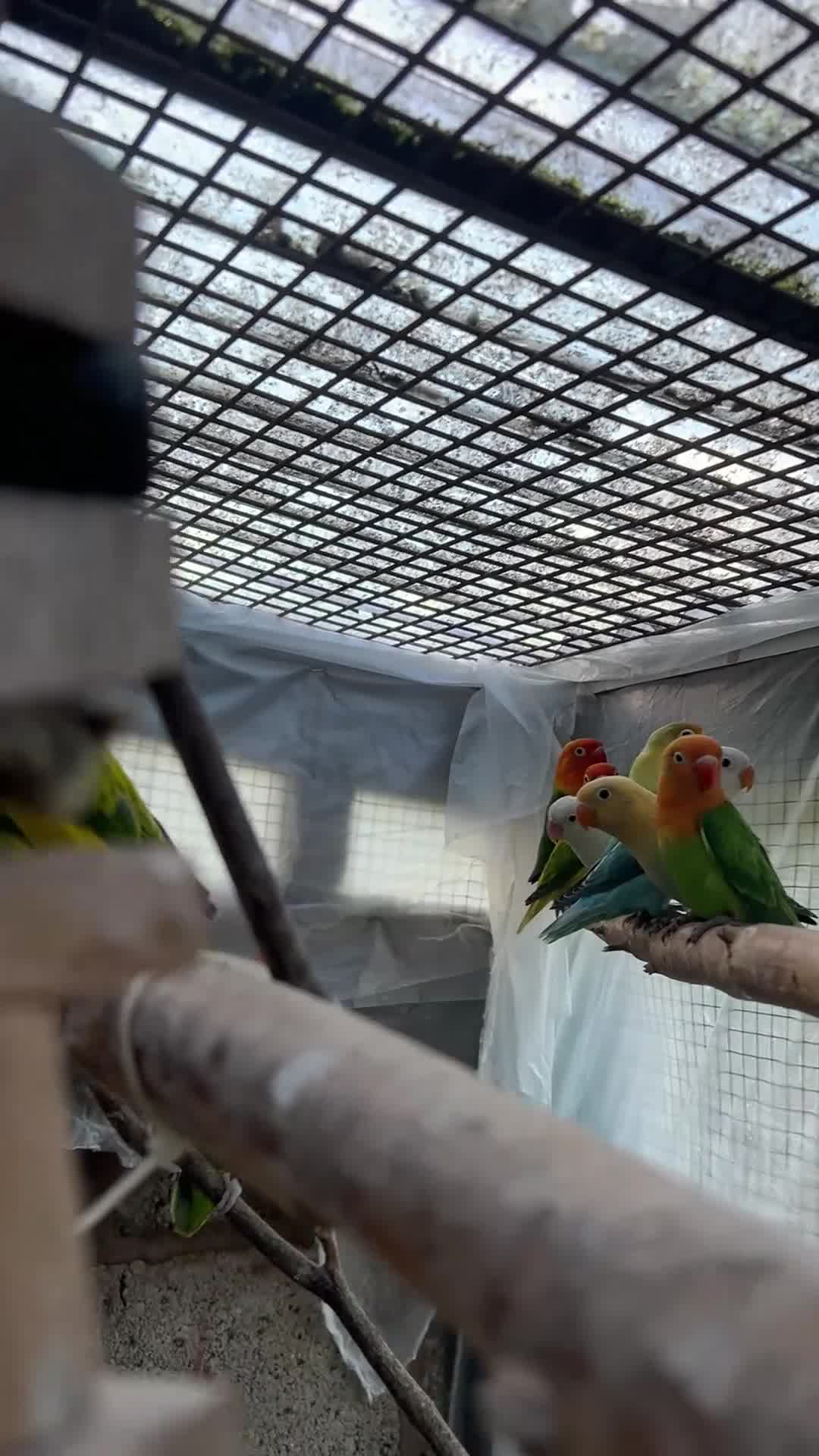Lovebirds birds for sale: Beautiful mutation fisher opline lovebirds   - Video 1