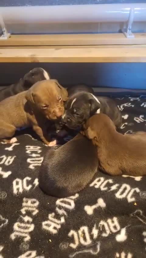 Staffordshire Bull Terrier dogs for sale: Staffordshire bull terrier pups - Video 5