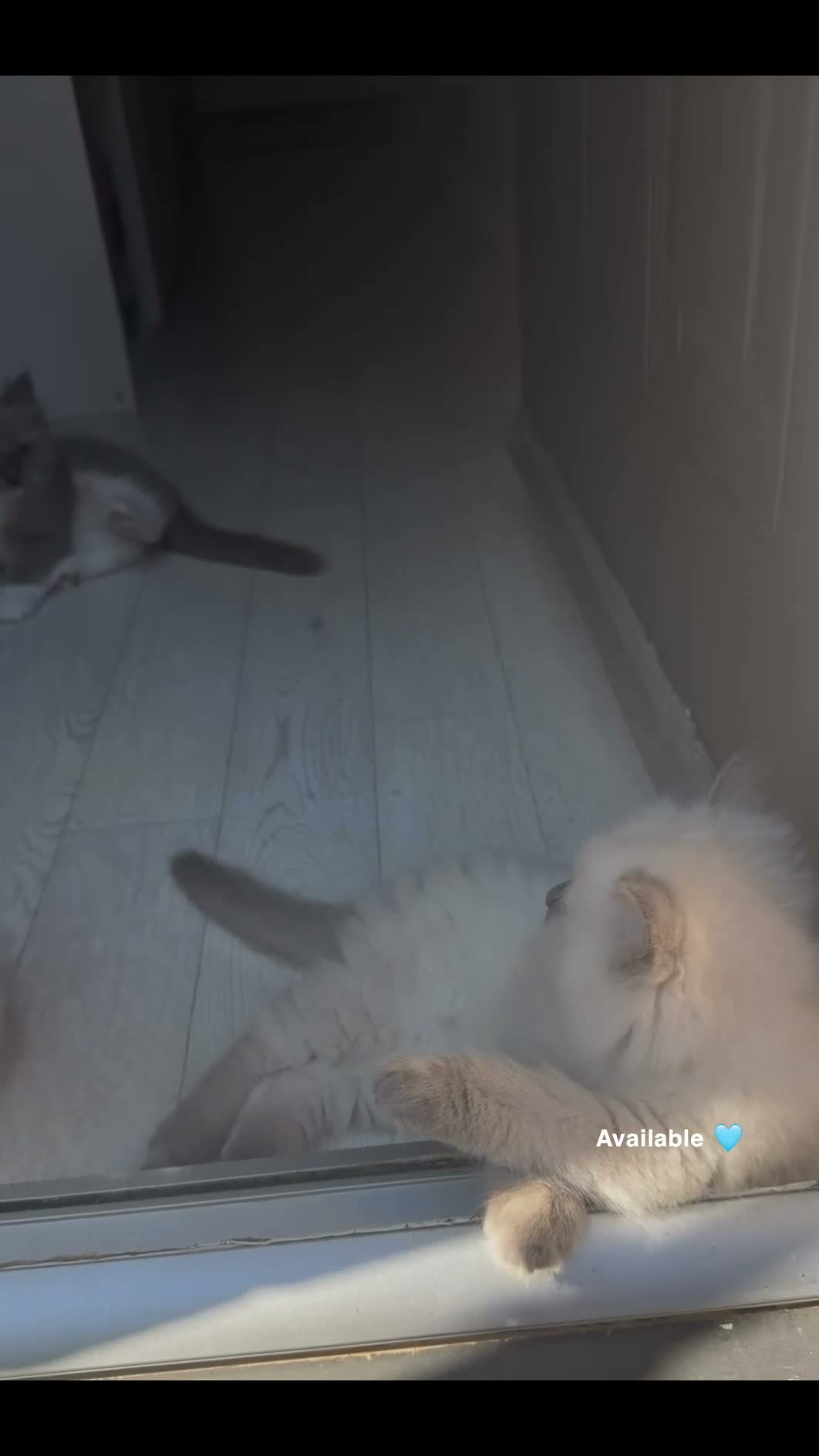 Ragdoll cats for sale: X2 Ragdoll Kittens  - Video 1