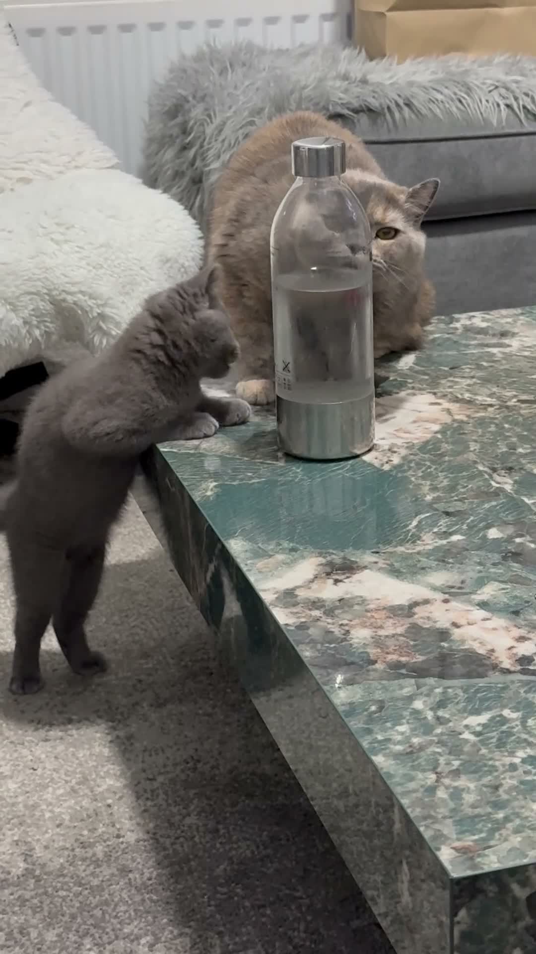 British Shorthair cats for sale: GCCF registered beautiful tortoise female  - Video 1