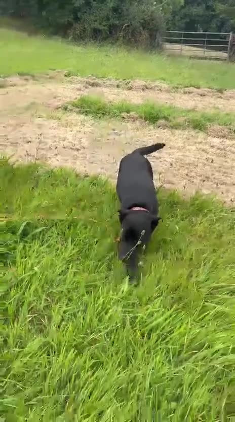 Mixed Breed dogs for adoption: ❤️NICOL NEEDS JUST ONE PERSON TO BELIEVE IN HER - Video 1