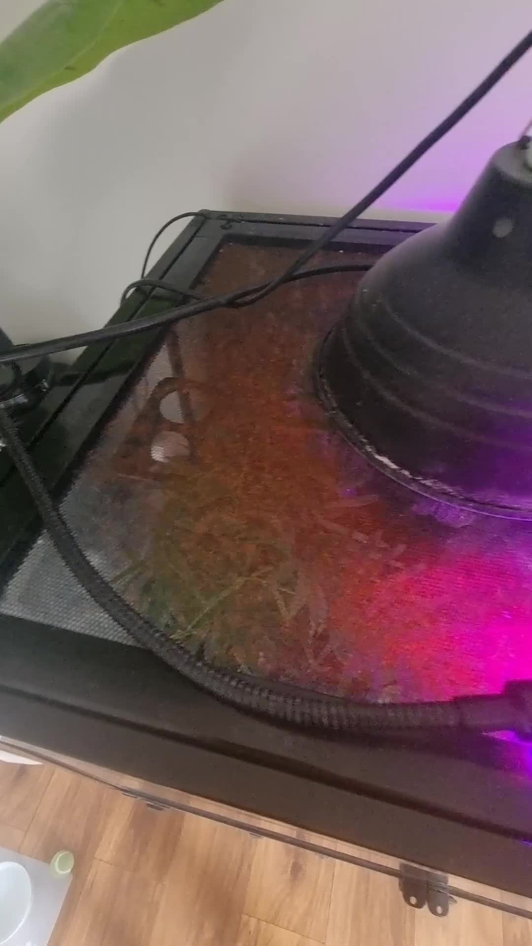 Gecko reptiles for sale: Mourning Geckos in Biggleswade - Video 1