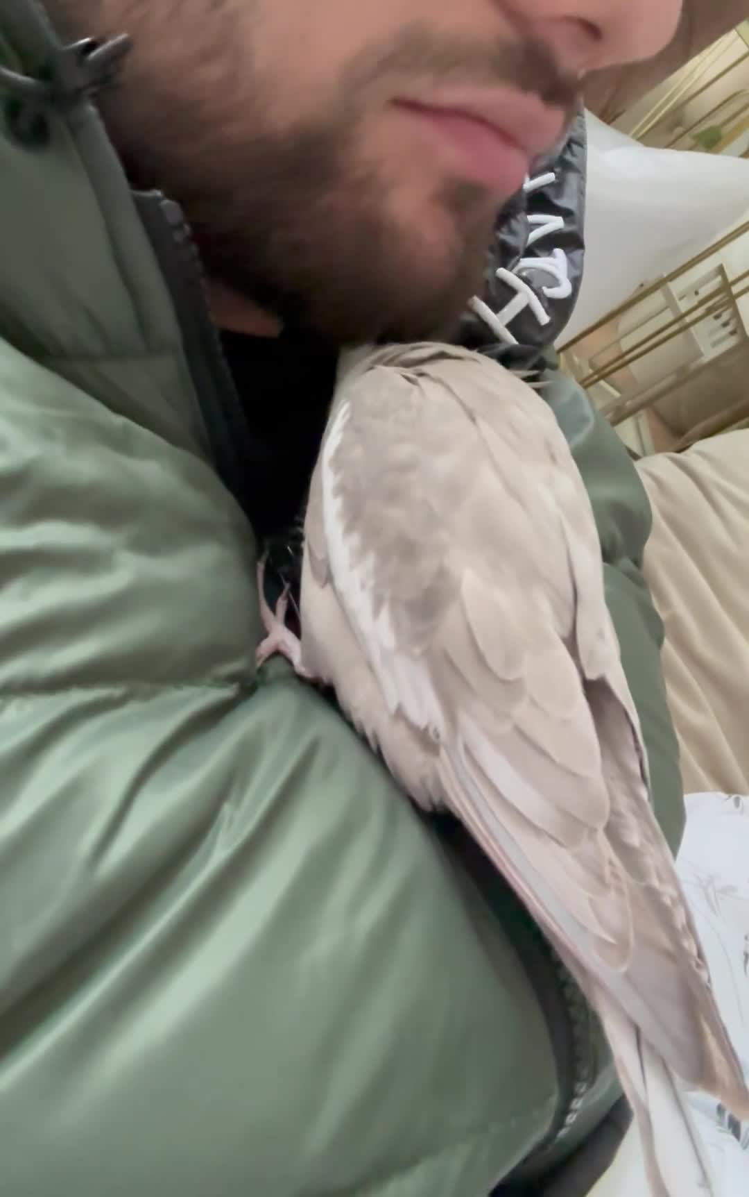 Cockatiels birds for sale: Beautiful female cocktiels  8 months for sell - Video 3