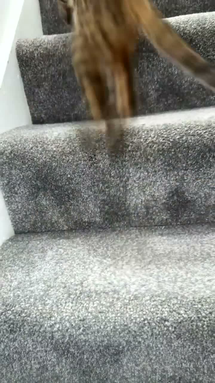 Bengal cats for sale: Full Breed Brown Bengal Girl  - Video 3