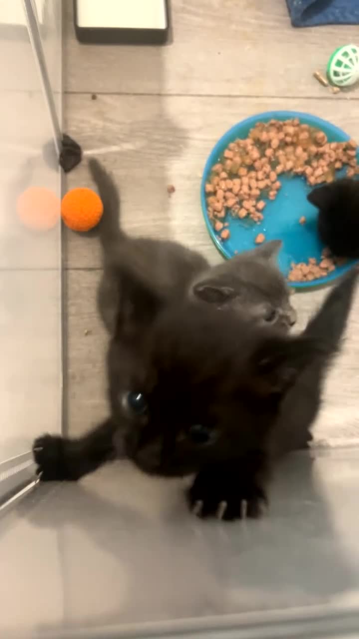 Mixed Breed cats for sale: 2 kitten left  - Video 1