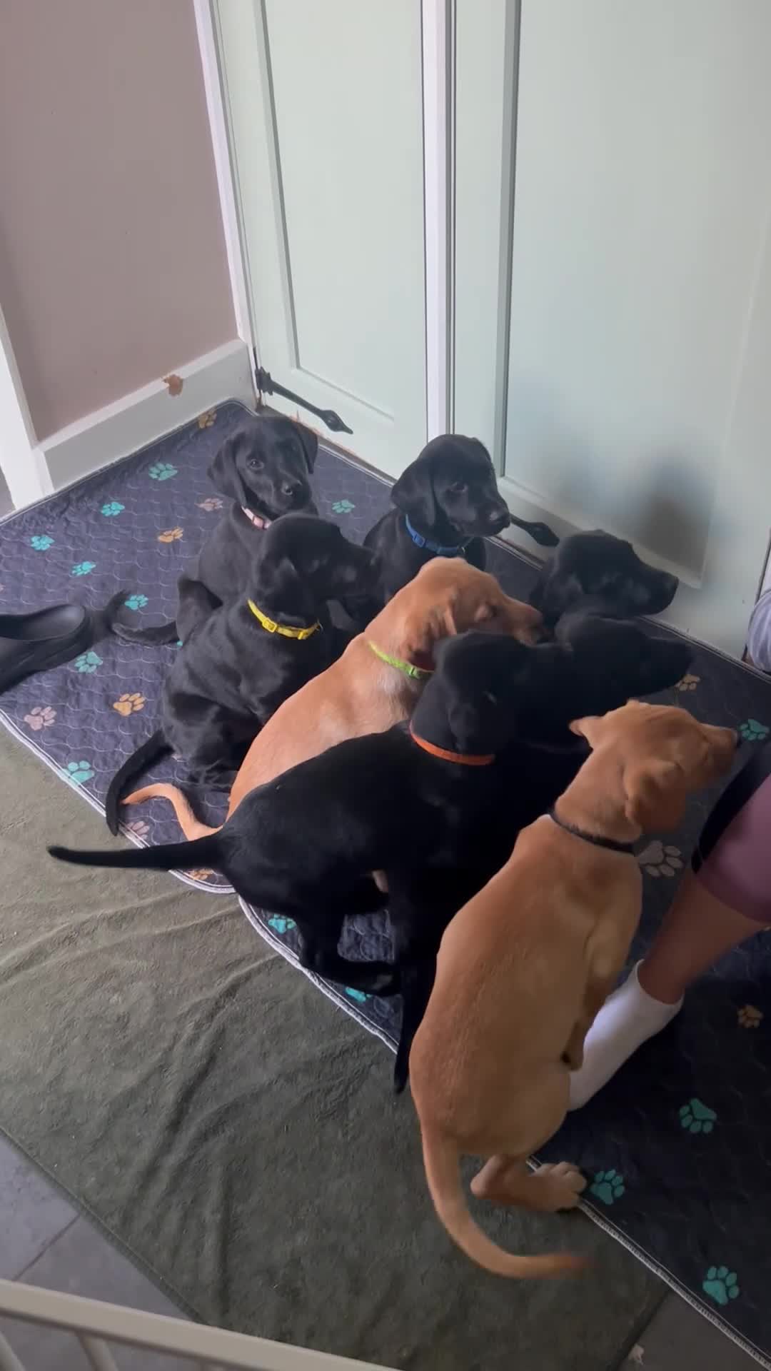 Labrador Retriever dogs for sale: Lovely Labrador puppy’s  ready to go  - Video 1