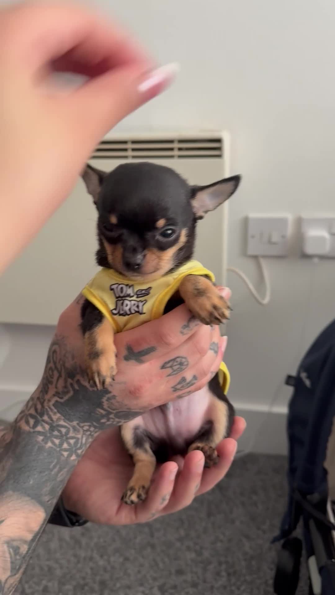 Chihuahua dogs for sale: Super Tiny Flat  **  Chihuahua Puppy  - Video 1