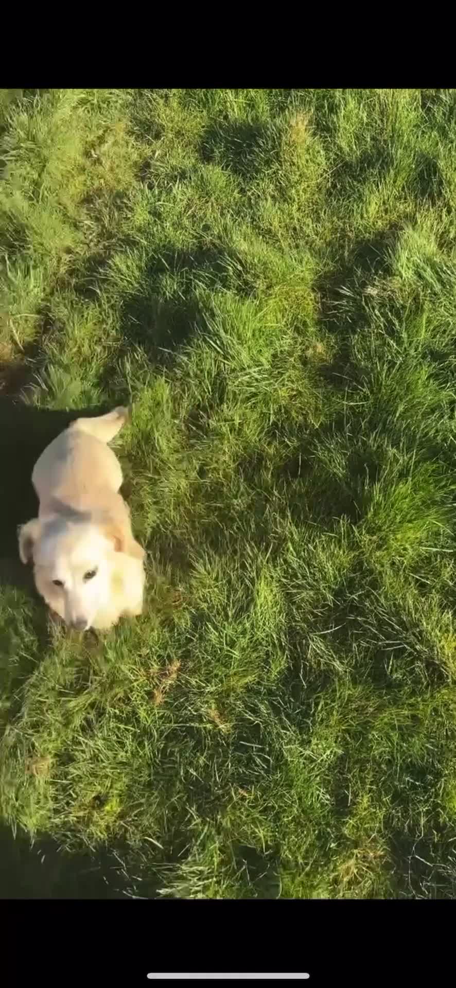 Miniature Dachshund dogs for sale: KC cream miniature long haired dachshund  - Video 1