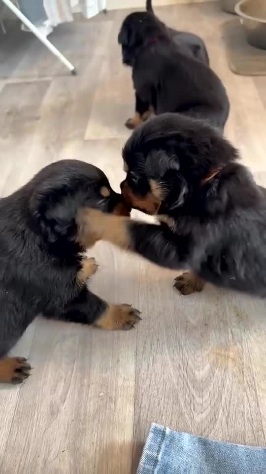 Rottweiler dogs for sale: Last two left!! Rottweiler puppies - Video 5